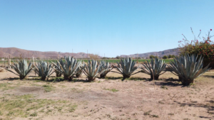 Mulegé ranch for sale,Organic farm in Mulegé,Baja California Sur real estate,Ranch for sale in Baja,One-acre farm for sale,Mulegé organic property,Mexico ranch for sale,Buy land in Mulegé BCS,Organic orchard for sale,Sustainable farm in Mexico,Fruit farm with pool,Mulegé property with water and power,Eco-friendly ranch Mexico,Off-grid farm Baja California,Private retreat in Mulegé,Mango and orange farm for sale,Real estate in Baja California Sur,Farm with swimming pool for sale,Mulegé Mexico property,Investment property in Baja,Organic lifestyle Mexico,Self-sustainable farm for sale,Baja California land for sale,Waterfront property Mulegé,Turnkey farm in Mexico